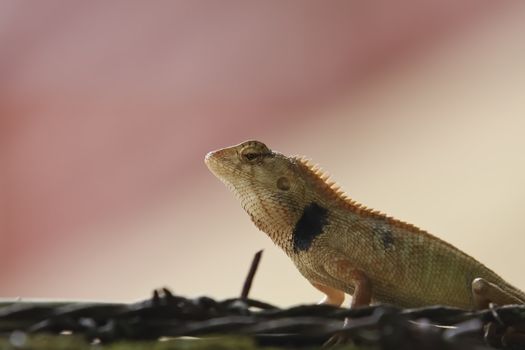 Wild lizard in Thailand