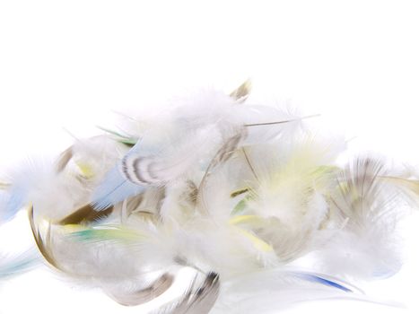 feathers fallen on white background 