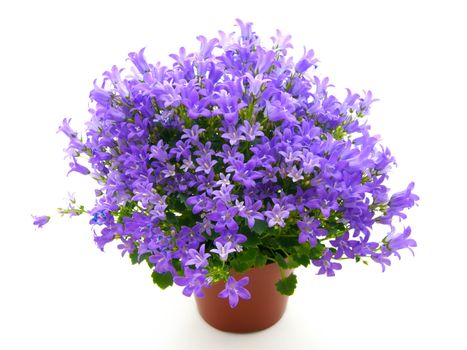 campanula flowers isolated on white