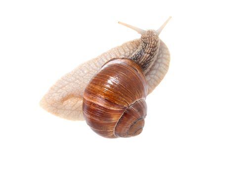 the garden snail in front of white background 

