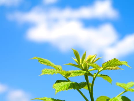 green sprout on blue sky