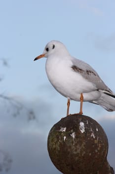 Seagull