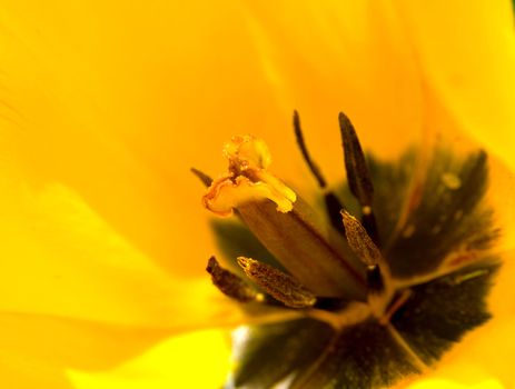 tulip close up macro yellow petal flower pistil stamen 