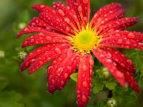 red flower chrysanthemum  radial pattern with rain drops