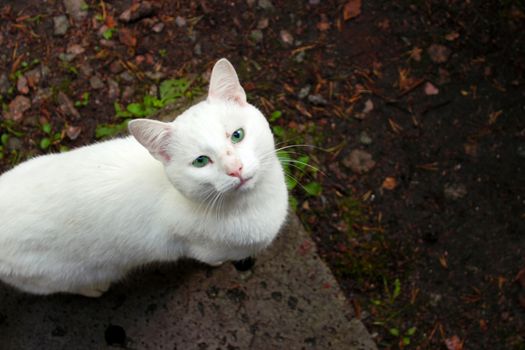 White cat with a speaking look looks upstairs at you