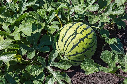Watermelons on the green melon field in the summer