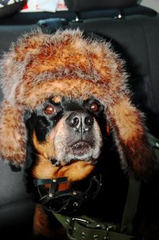 Dog rottweiler in a cap to the cap with ear-flaps