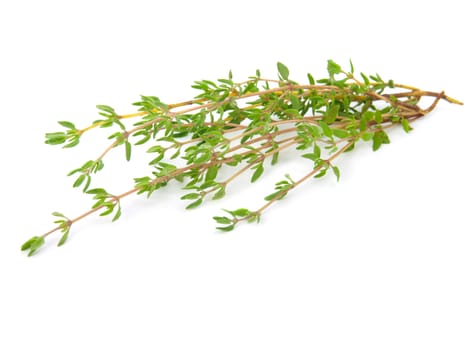 thyme on white isolated background 