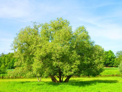 Spring landscape - green tree