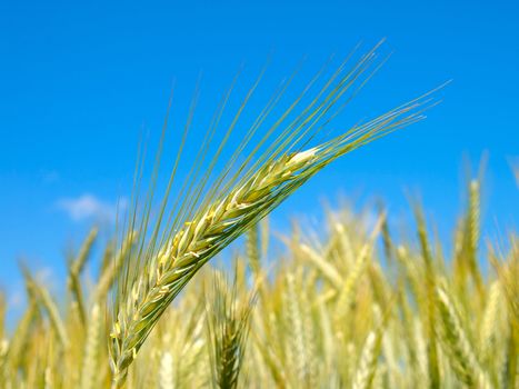 wheat harvest on blue sky 