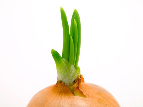 Fresh bulbs of onion on a white background 