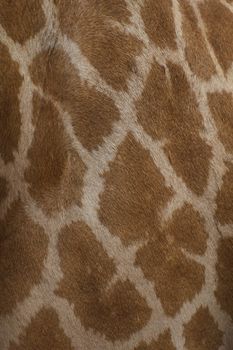 Giraffe skin pattern and a beautiful background