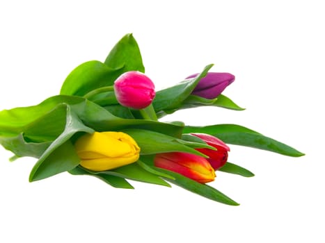 tulips on isolated background 