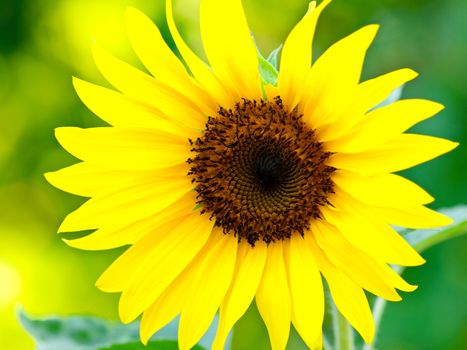 Sunflower isolated on white background