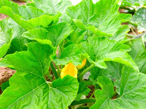 green marrow with flower and zucchini vegetable growing on the vegetable bed.  