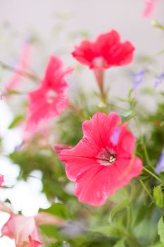 petunia flowers