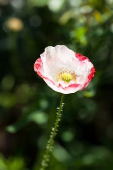 poppy flower