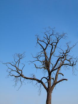 tree silhouette on blue sky