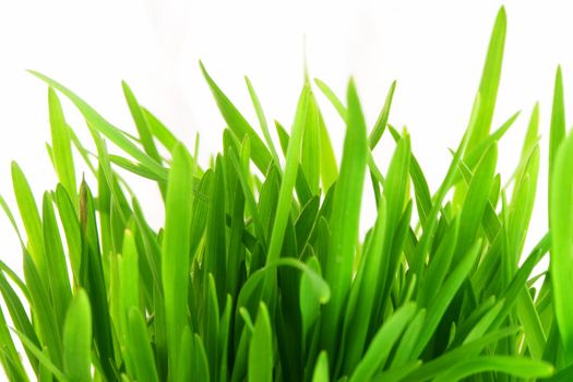 close up of vivid fresh green grass