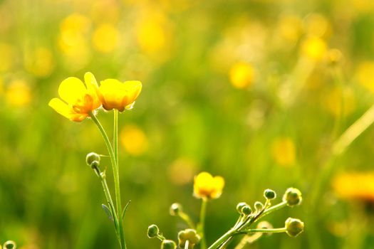 beautiful spring flowers on a sunny day