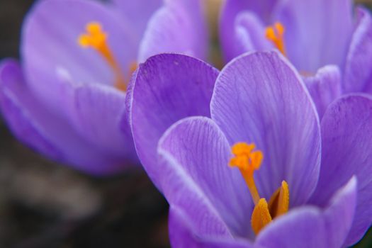 crocus in springtime shallow depth off field