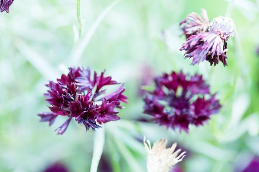 black cornflowers