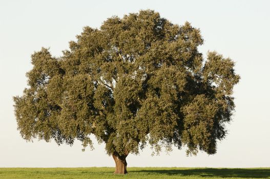 Majestic cork tree alone in the Alentejo landscape, Portugal