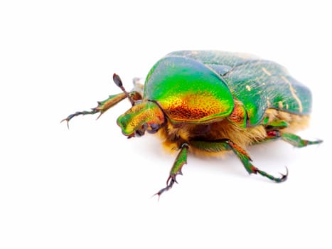 cockchafer