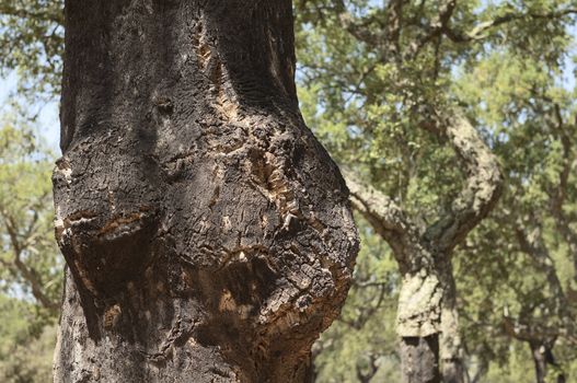 Forest of cork trees - quercus suber - Alentejo, Portugal