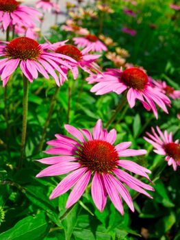 flowers in green field