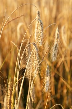 cereal plant 