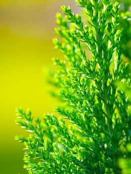 American Arborvitae (cypress tree), macro