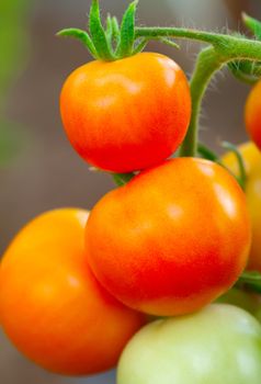 growth tomato