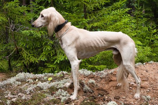 White saluki standing a summer forest
