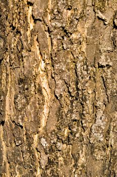 This is a texture of bark in day light