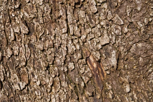 This is a texture of bark in day light