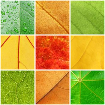 collage with close up of leaf textures
