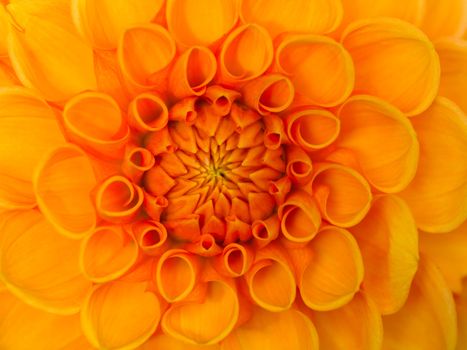 orange flower dahlia  radial pattern background