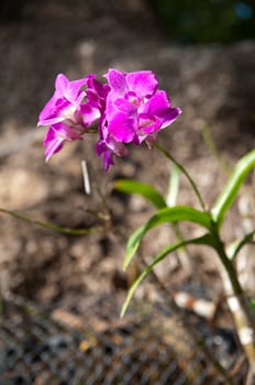 This is a orchid flower It's have a violed colour