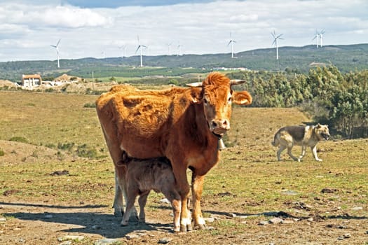 Baby calf is drinking milk at mama cow in the meadows of Portugal