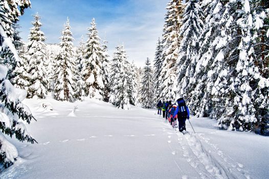 Group of snowshoe hiker in winter forest