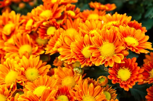 This is a flowers call name is Chrysanthemum