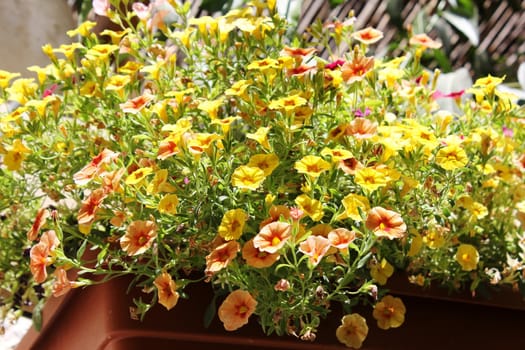 bright summer flowers on the balcony