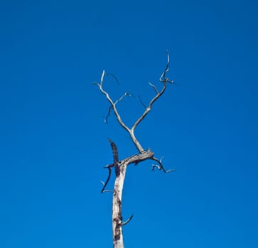 this is a die tree on blue sky background