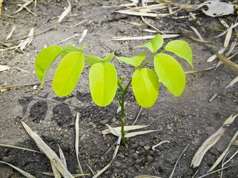 This is a plant. it's growing in desert place