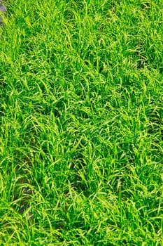 This is a green rice field on sunlight