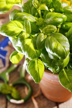 basil in the pot 