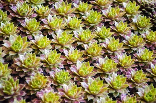 Array of small houseleeks ready to be planted.