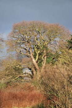 trees in autumn