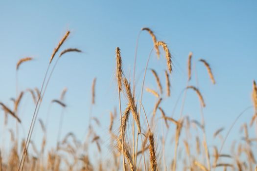 cereal plant 